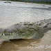 crocodile_american_tar_h_1132_cos2080.jpg